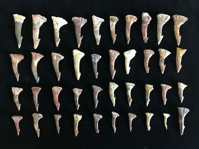 Clearance Lot: Sawskate (Onchopristis) Rostral Barbs - Pieces #215288
